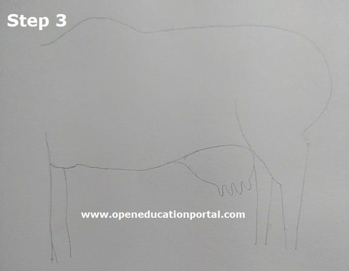 how-to-draw-cow-s3