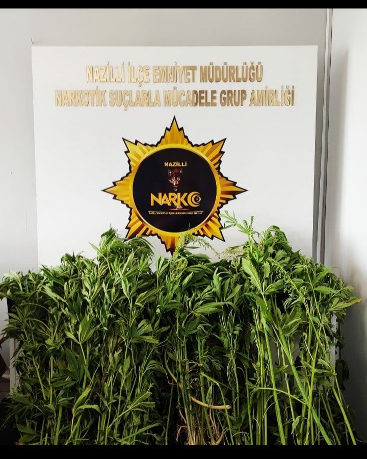 Sulama kanalında hint keneviri operasyonu