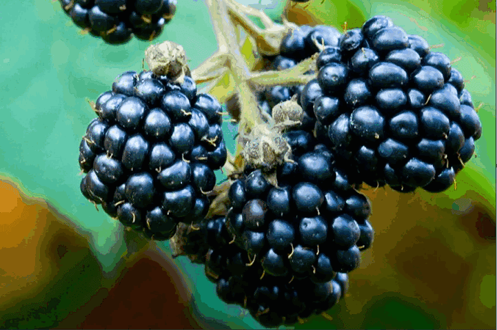 Элеутерокок