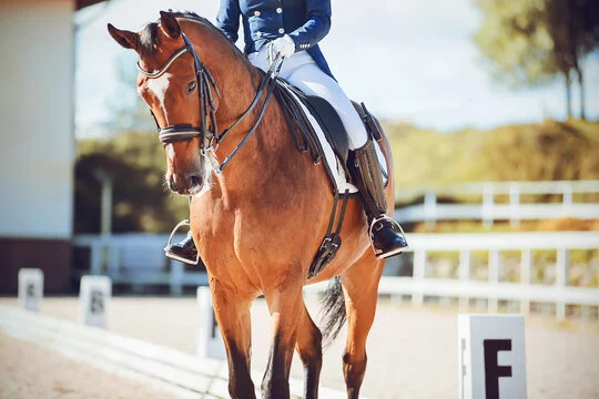 Dressage competition
