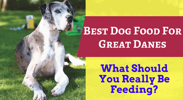 Best Dog Food For Great Danes