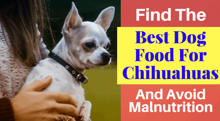 best dog food for chihuahua