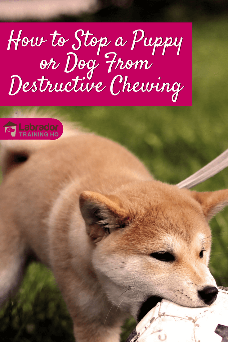 Learn how to stop a puppy or dog from chewing in this information packed article with advice and guidance to deal with all the most common causes.