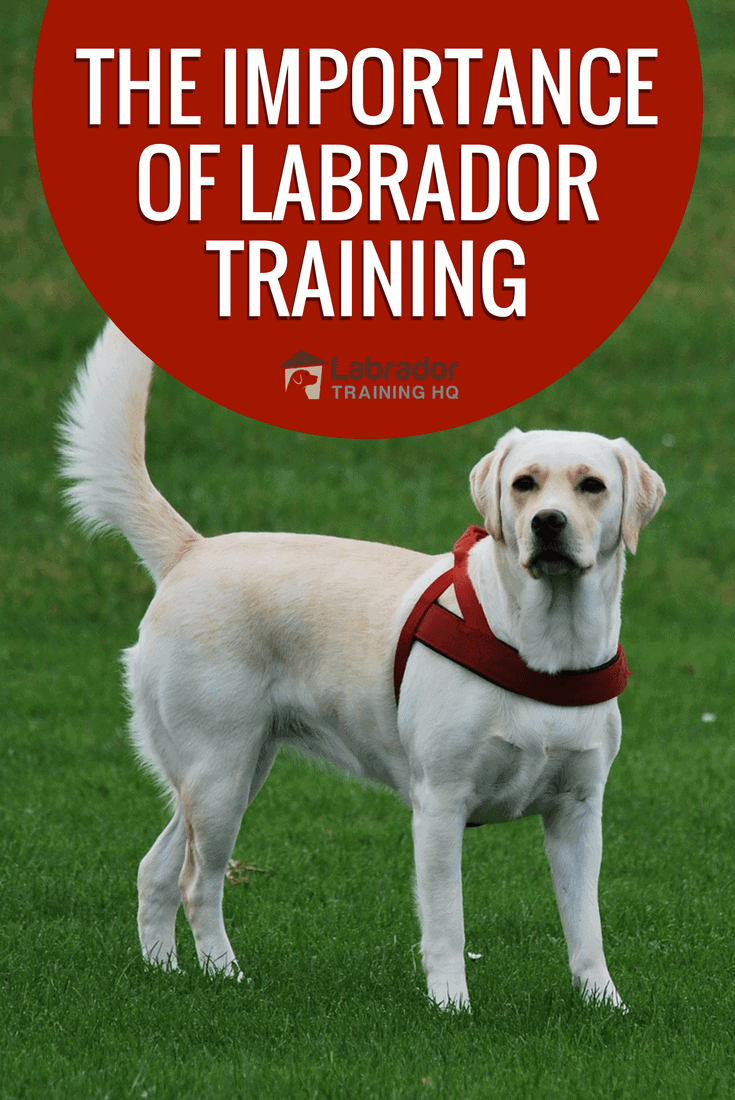 The importance of Labrador training is the quality of life you and your Labrador enjoy, depends entirely on the success you achieve in training your Lab.