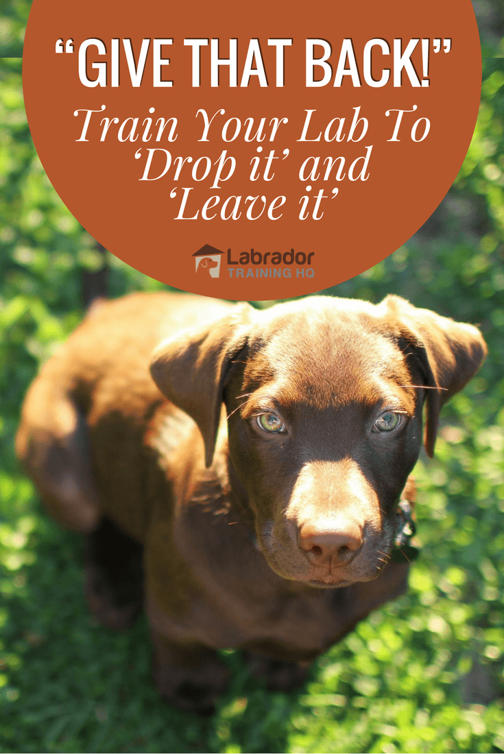 Teach your dog to 'drop it' and 'leave it' by following these simple instructions. Not just a trick, it can keep your belongings and your dog a lot safer.