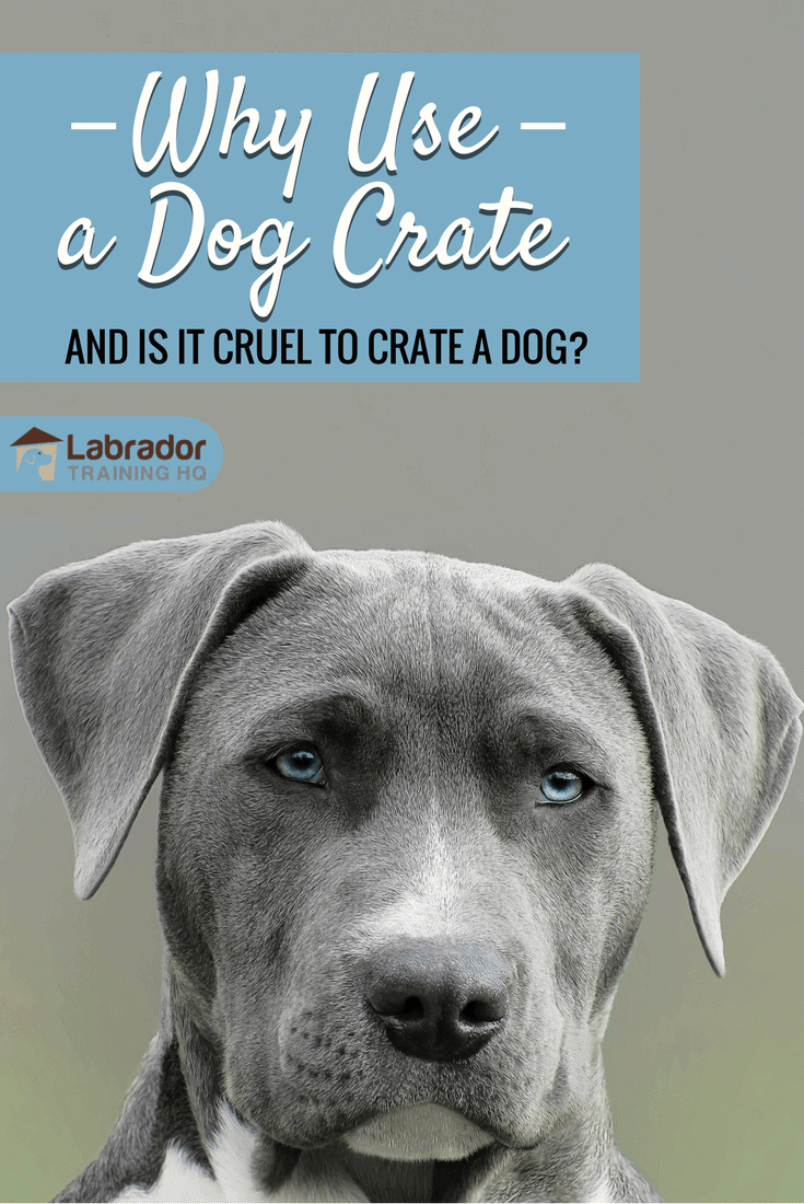 Why use a dog crate? Is it cruel to crate a dog? No! Read to find out the many benefits a crate provides to both you and your dog. It's such a useful tool!