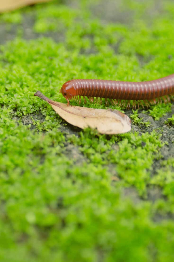 Pick the Millipedes off if there are not too many