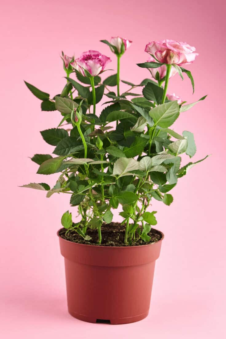 Fertilize roses when you are preparing the soil