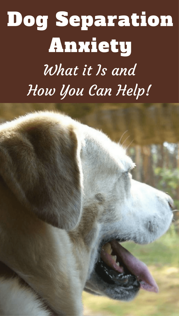 Separation anxiety is one of the most common issues facing dog owners today. It can be incredibly stressful for dogs and owners alike. Read more to learn about how to best handle your dog's separation anxiety.