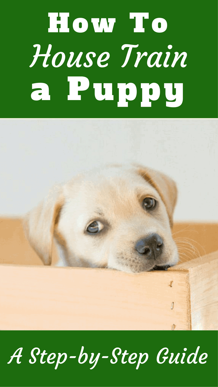 Puppy potty training for real dog lovers - I Live UpI Live Up