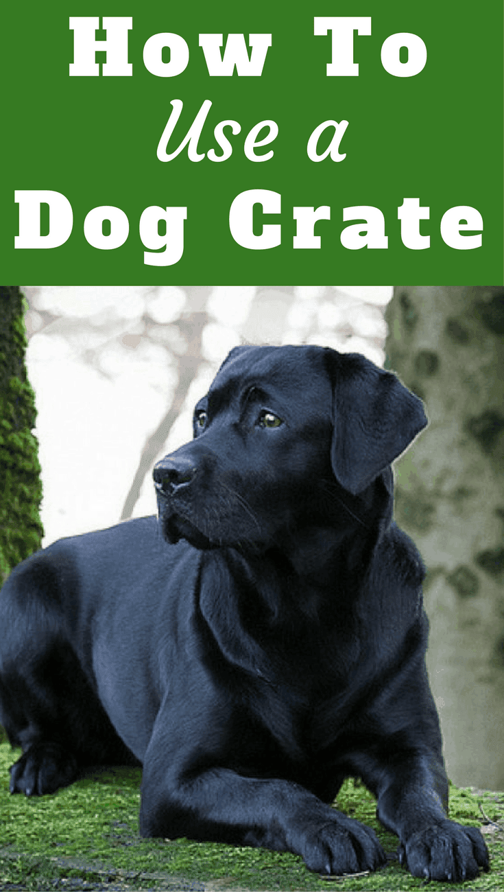 How to use a dog crate, when you SHOULD and when you certainly SHOULD NOT! learn to use it correctly and humanely, with your dogs best interests in mind.