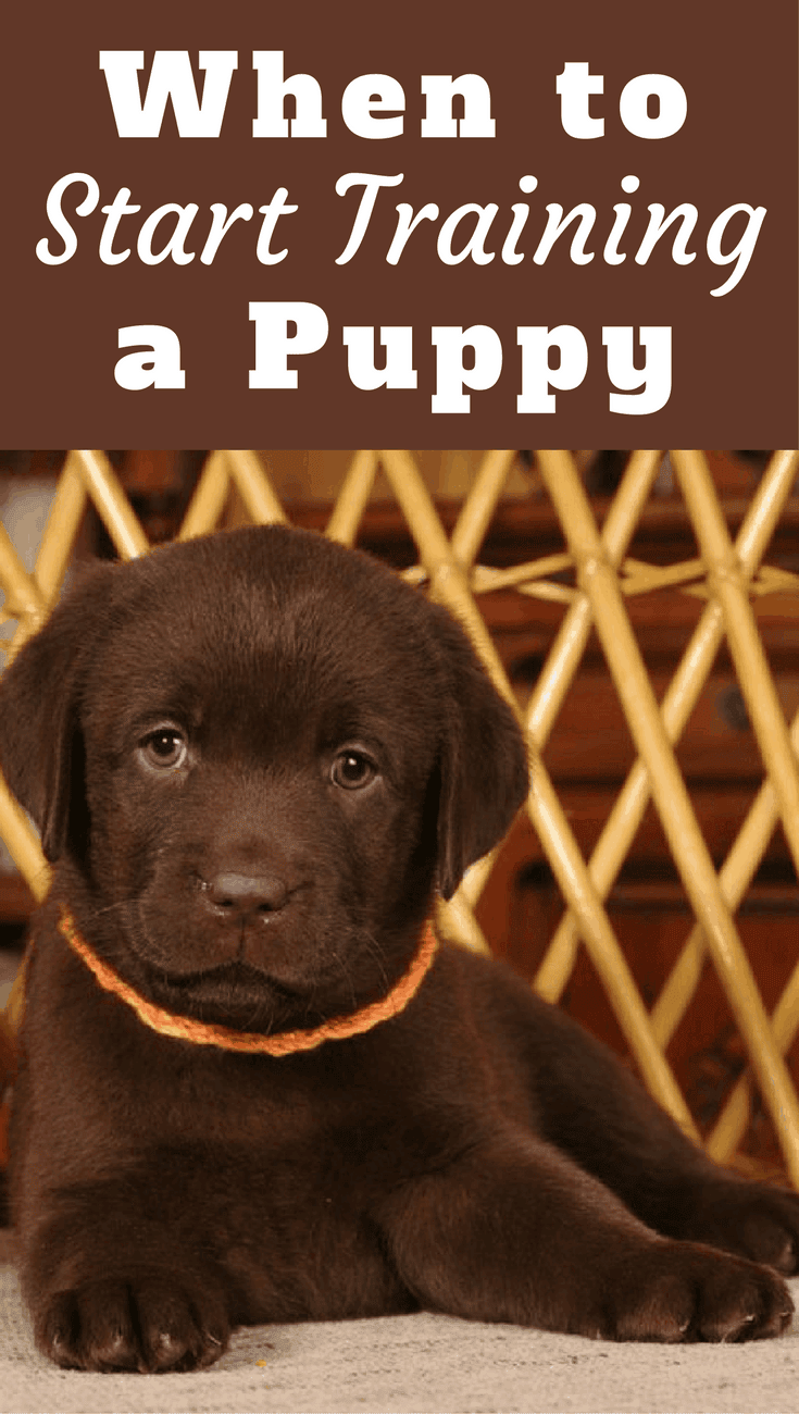 Asking when to start training a puppy is often met with conflicting views. At 8 weeks or 6 months? Which is best? Read on to find out the answer!