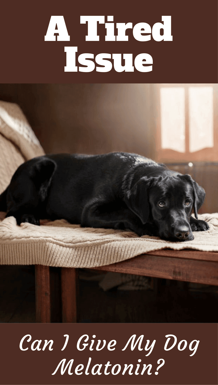 We take it for insomnia, stress, anxiety and a few other issues to boot. But can you give a dog melatonin? We tackle this question here.