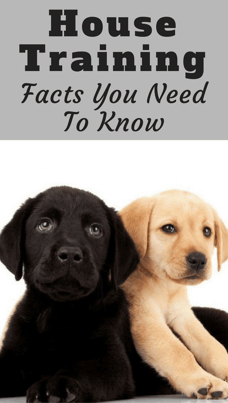 What is house training? How long does house training take? How often does a puppy need to toilet? Find the basic questions of house training answered here.