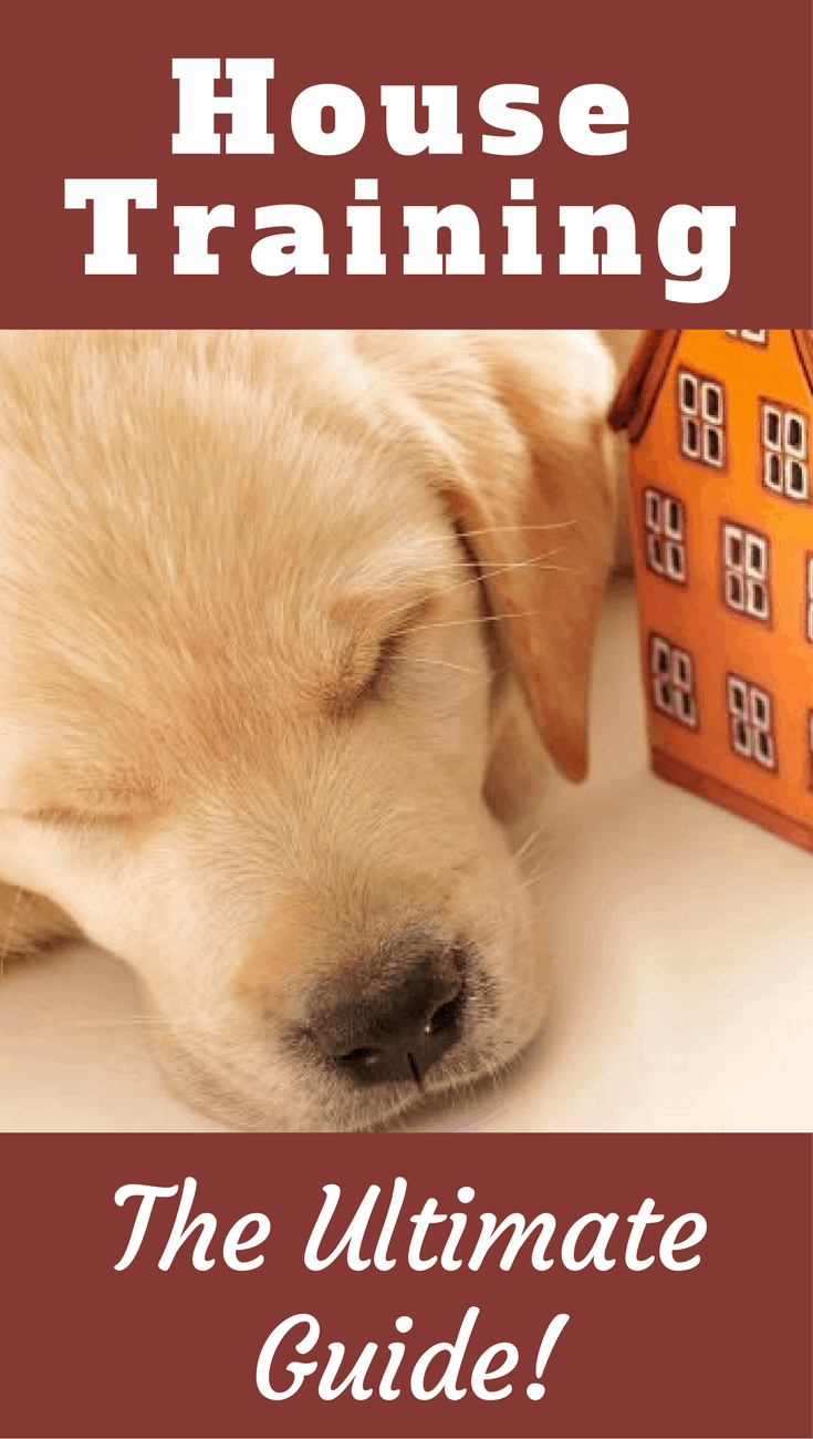 House training your dog or puppy is one the first, most important things you need to do. Get all the information you could ever need in this ultimate guide.