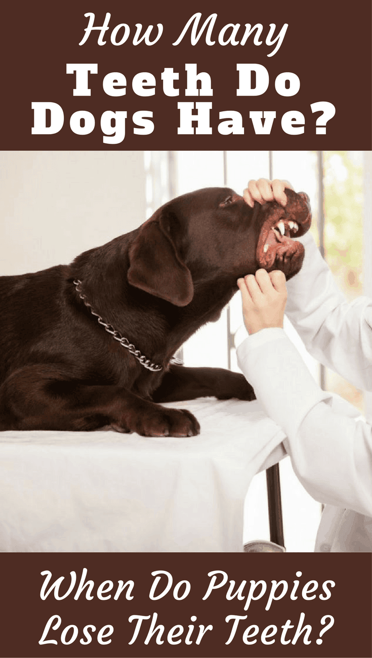 Learn all about dogs and teeth here: How many teeth do dogs have? When do puppies start and finish teething? Can they suffer dental problems...and more!