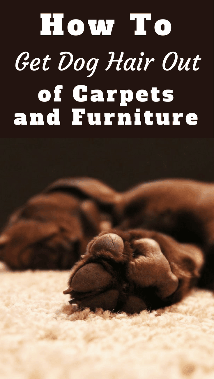 How to get dog hair out of carpet and furniture if It gets deeply embedded and hard to remove? We discuss here the best methods, tips and tricks.