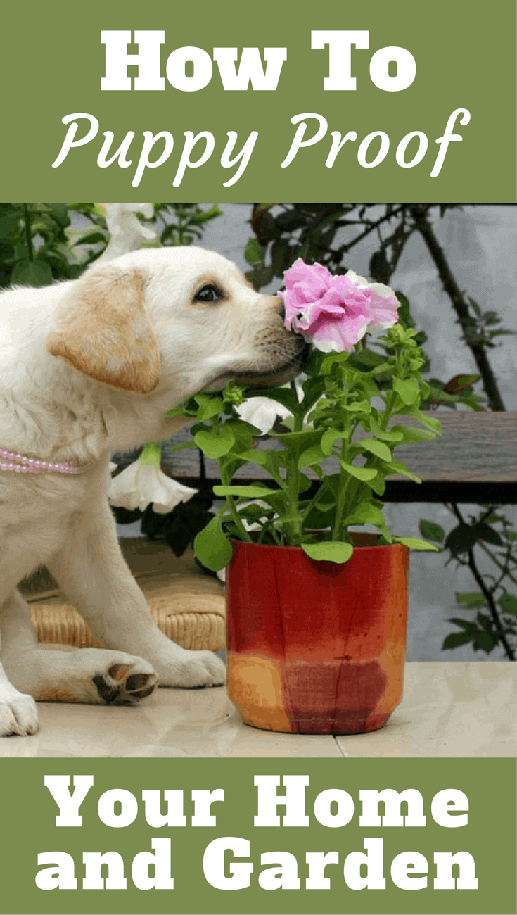 https://sp-ao.shortpixel.ai/client/to_auto,q_glossy,ret_img,w_735,h_1300/https://www.labradortraininghq.com/wp-content/uploads/2017/09/how-to-puppy-proof-your-house-and-garden-dog-tips.png