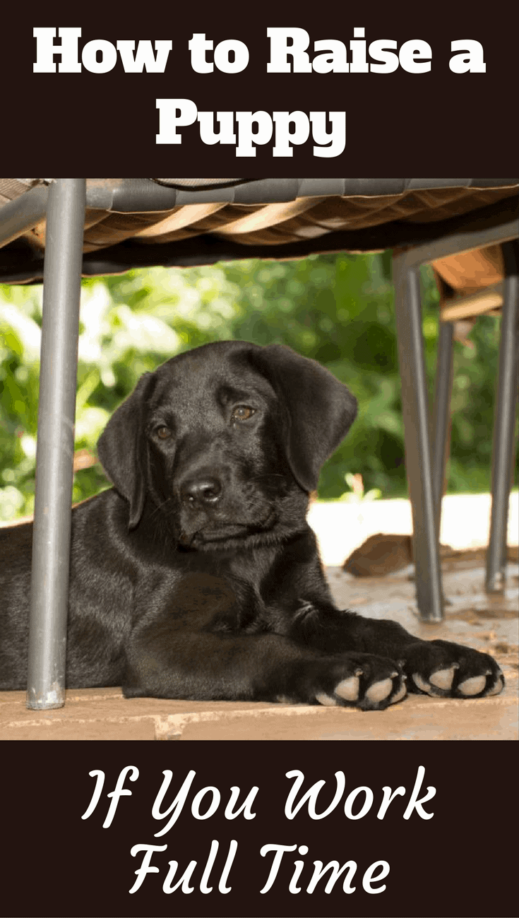 If you work full time, raising a puppy can be difficult, there's no getting around this fact, but it can be done with the tips and advice in our guide.