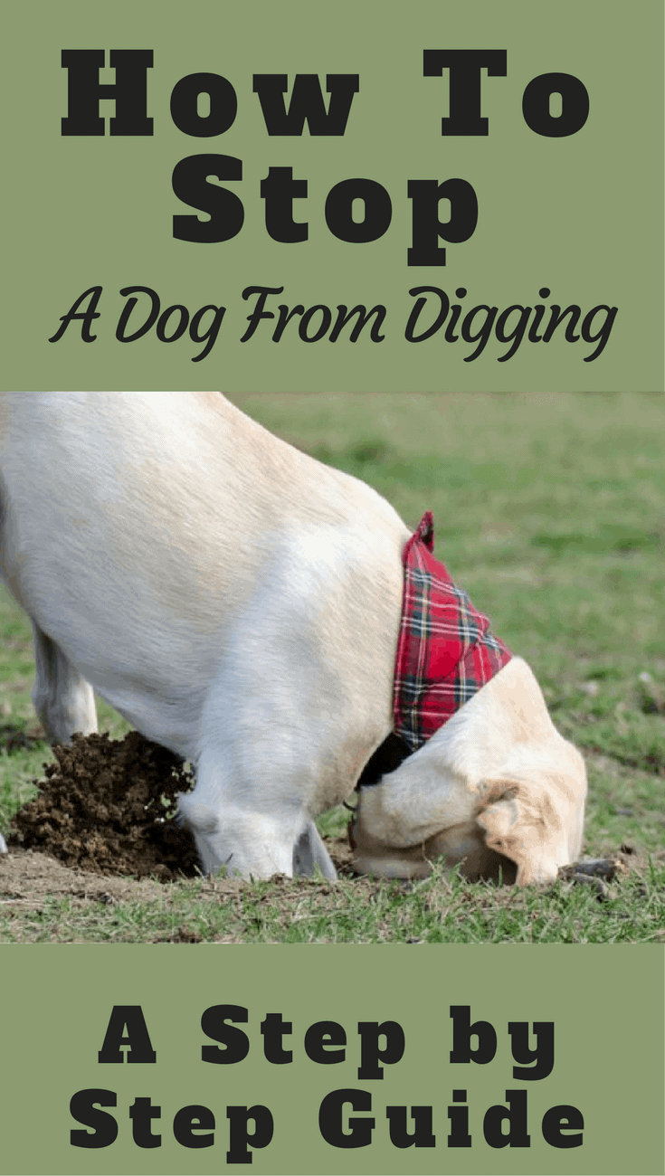 Digging habits can make for an unsightly garden, but can also be dangerous and expensive. Learn how to stop a dog from digging in our easy to follow guide.