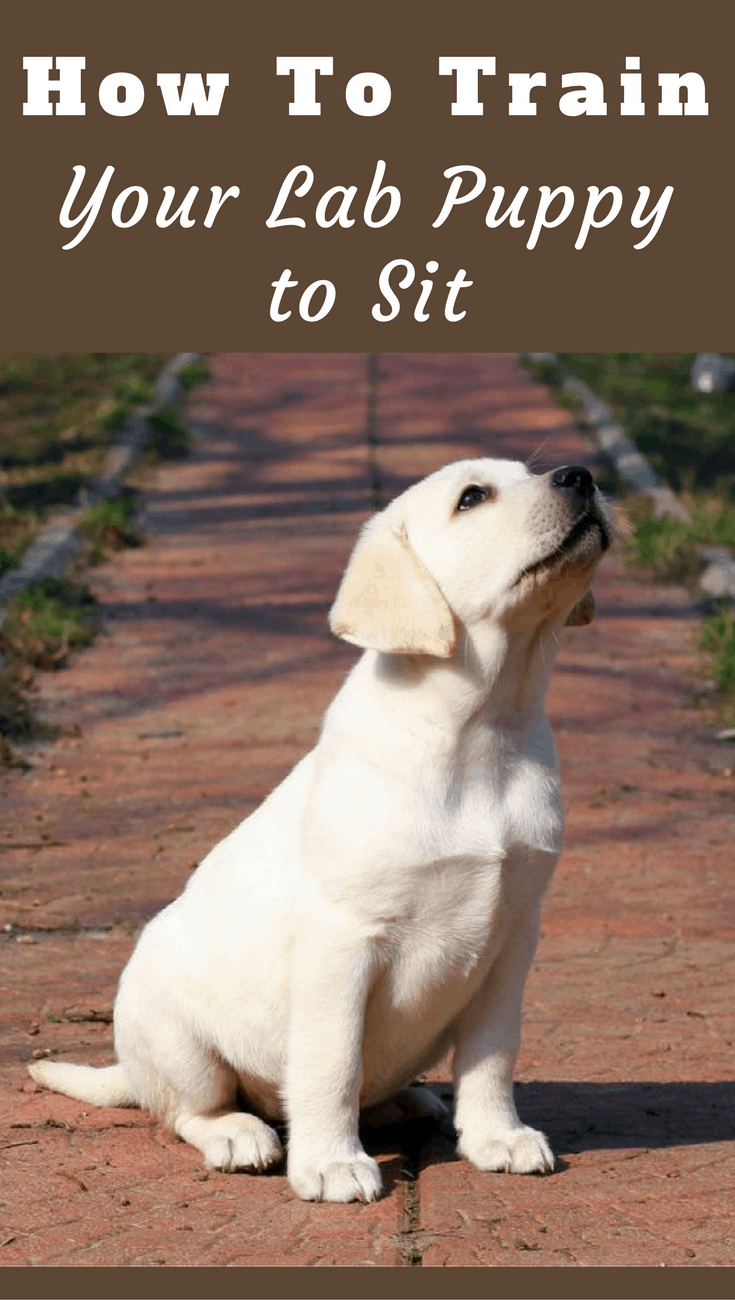 A sitting dog doesn't move, they cannot wander into danger or trouble. You need this level of control. Learn how to teach your dog to sit in this guide.