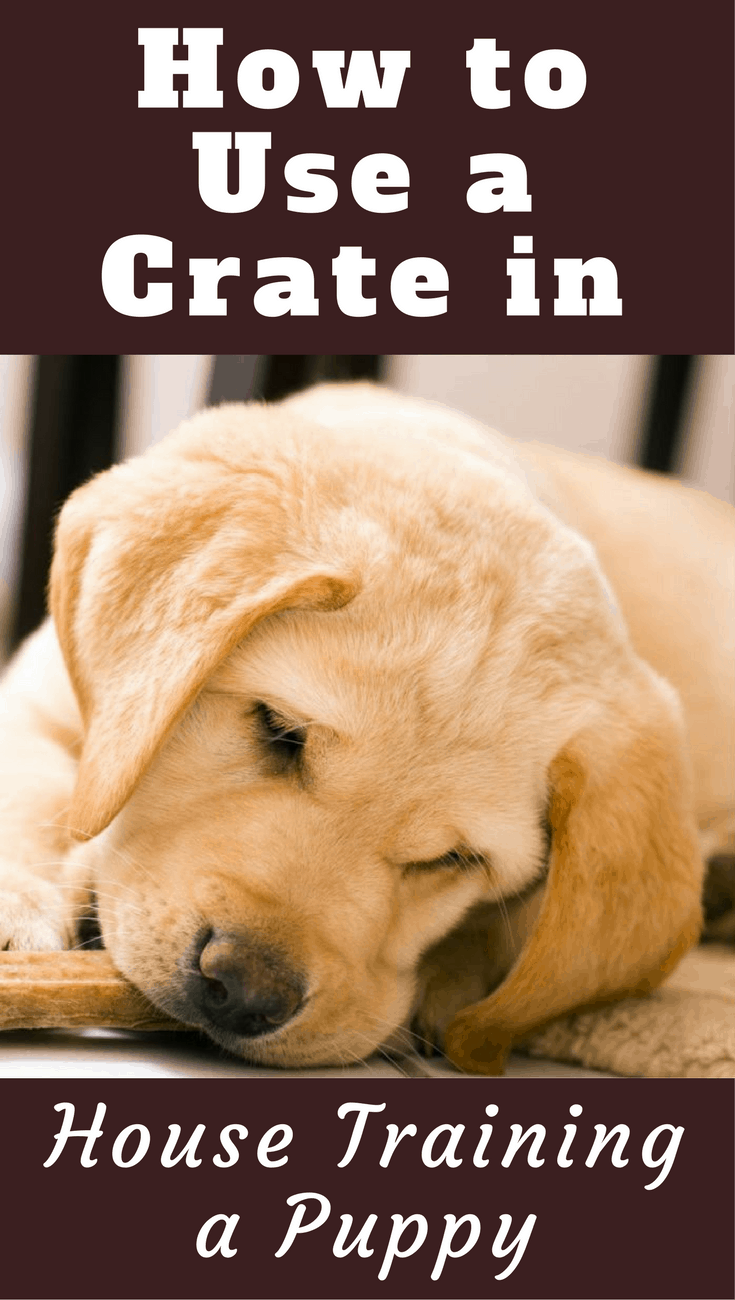 Using a crate during house training is the most effective method there is. Learn how to use a crate to house train a puppy and why it's so effective.