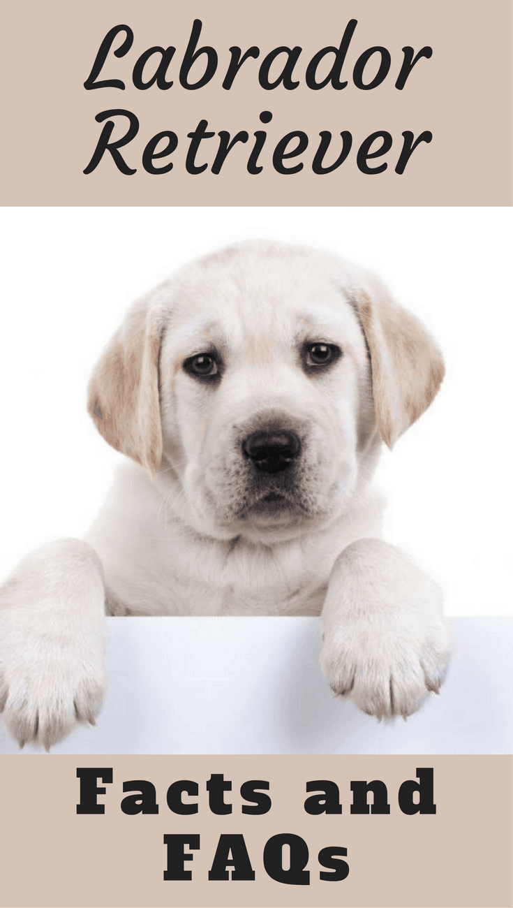 Got a question on Labradors? This article has facts and answers on the most common questions asked. Short, to the point, while linking out to further info.