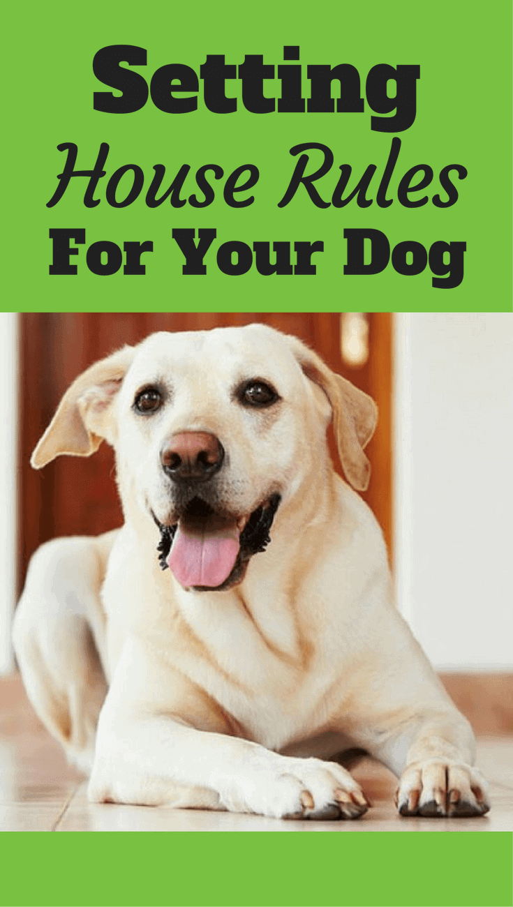 Setting and consistently sticking to house rules for your dogs helps them know how to behave and can prevent many problems forming. Click to read more...