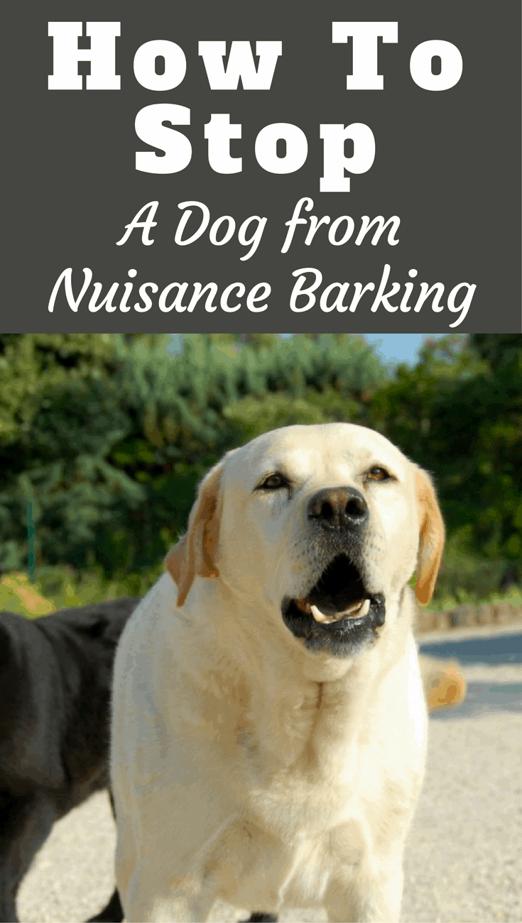 Your pup's constant barking may just be an annoyance to you; but if it starts to encroach on other people’s sanity, you may have some fines to pay for your dog’s gift of gab. This is why it’s critical for both pup and pocketbook that you learn how to find your dog’s vocal off switch.