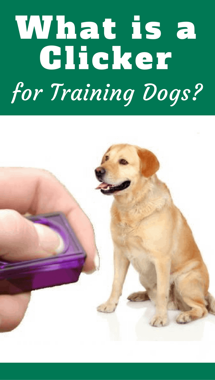 What is a clicker? It's a small device that clicks when pressed, used to communicate to your dog precisely when a behavior performed is the one we want.