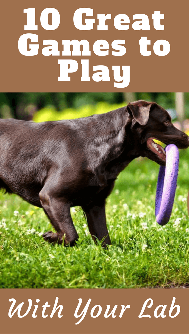 We’ve rounded up 10 of the best games you can play with your Lab at any age. All it takes is a bit of your time every day to have a happy, healthy dog.