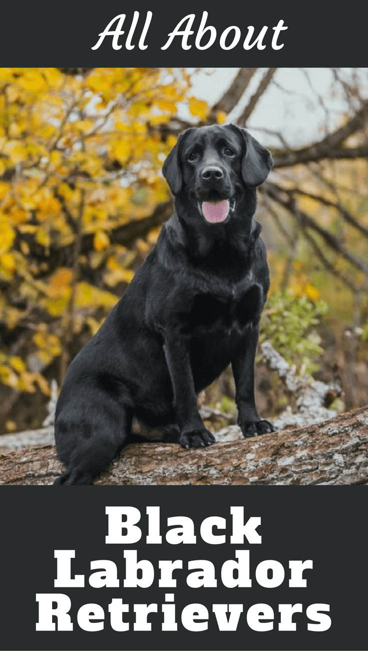 The Black Labrador Retriever has historically been the most popular of the three Labrador colors, especially within the hunting fraternity.