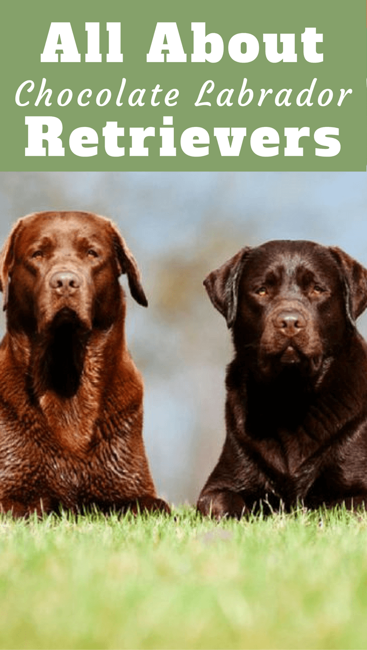 The chocolate Labrador Retriever varies from a medium brown to a rich chocolate color and is every part the amazing dog as it's black and yellow friends.