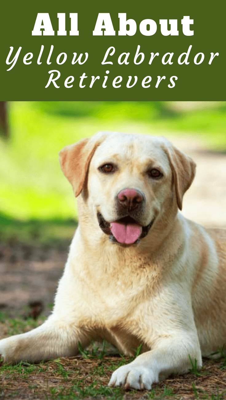 The yellow Labrador Retriever can range in color from almost white right through to fox red but all of these shades are collectively registered as yellow.