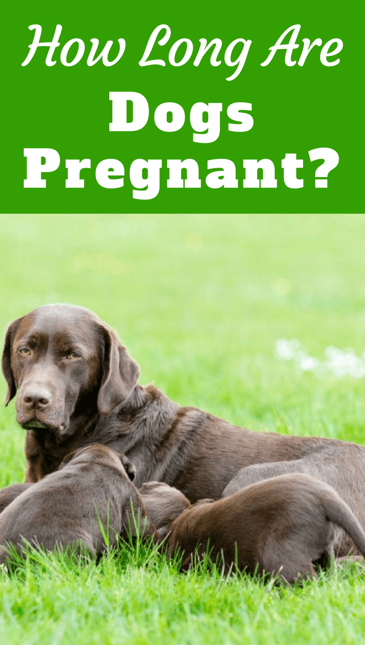 In this article we discuss how long are dogs pregnant for? Are all dogs pregnant for the same length of time? And Is there anything that affects this?