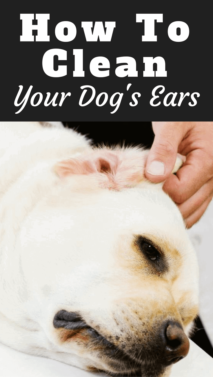 The ears are often overlooked for grooming and require special care as they are so sensitive.Learn how to clean your Labradors ears properly in our guide.