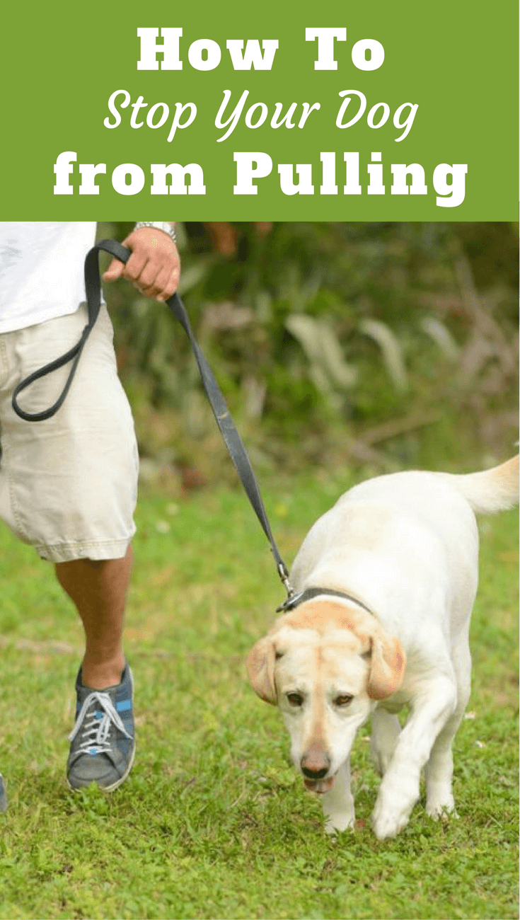 Labradors are strong and many love to pull. Learn how to stop your dog from pulling in this information packed guide. Easy to follow, great results!