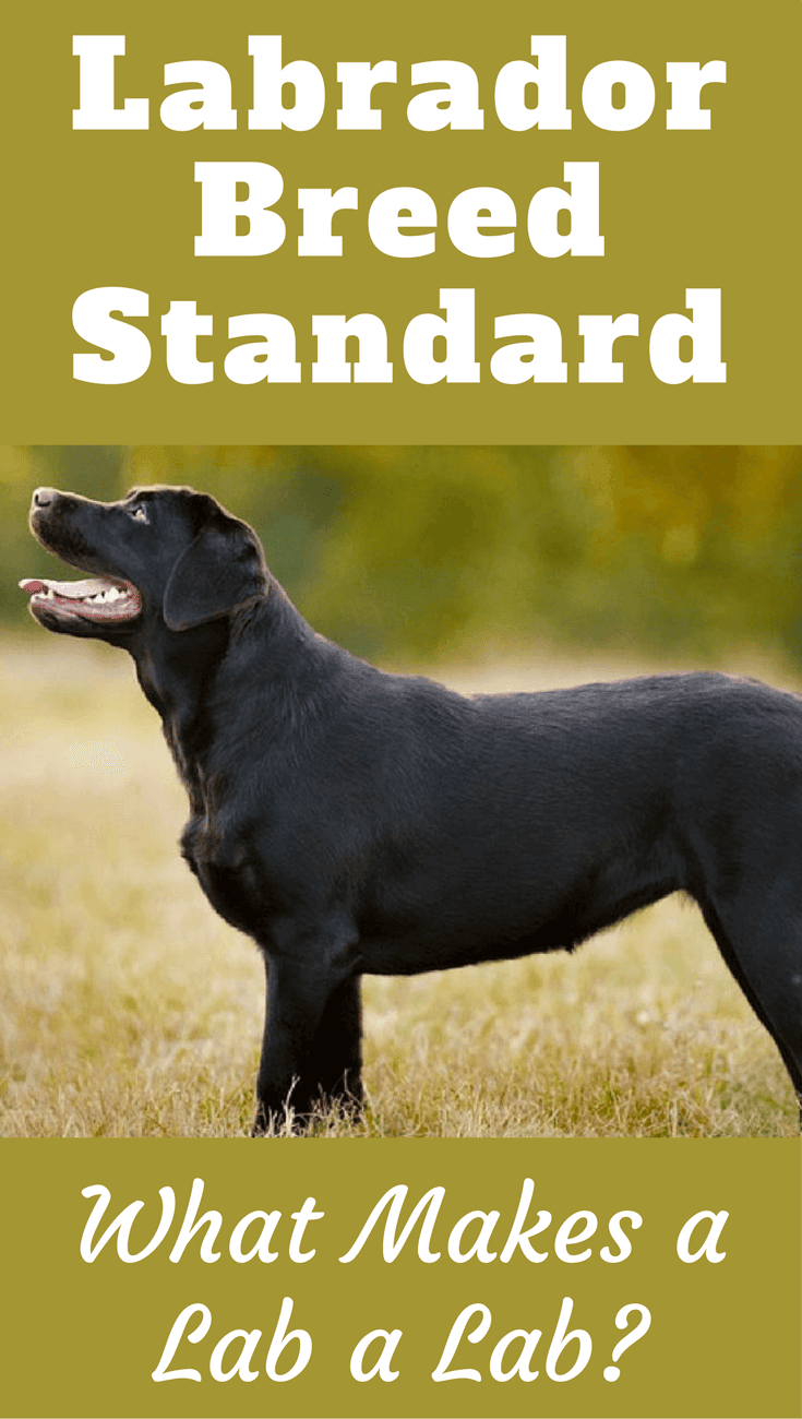 The Labrador Breed Standard dictates the look, temperament and characteristics of the perfect Labrador. Read here to find out exactly what that should be!