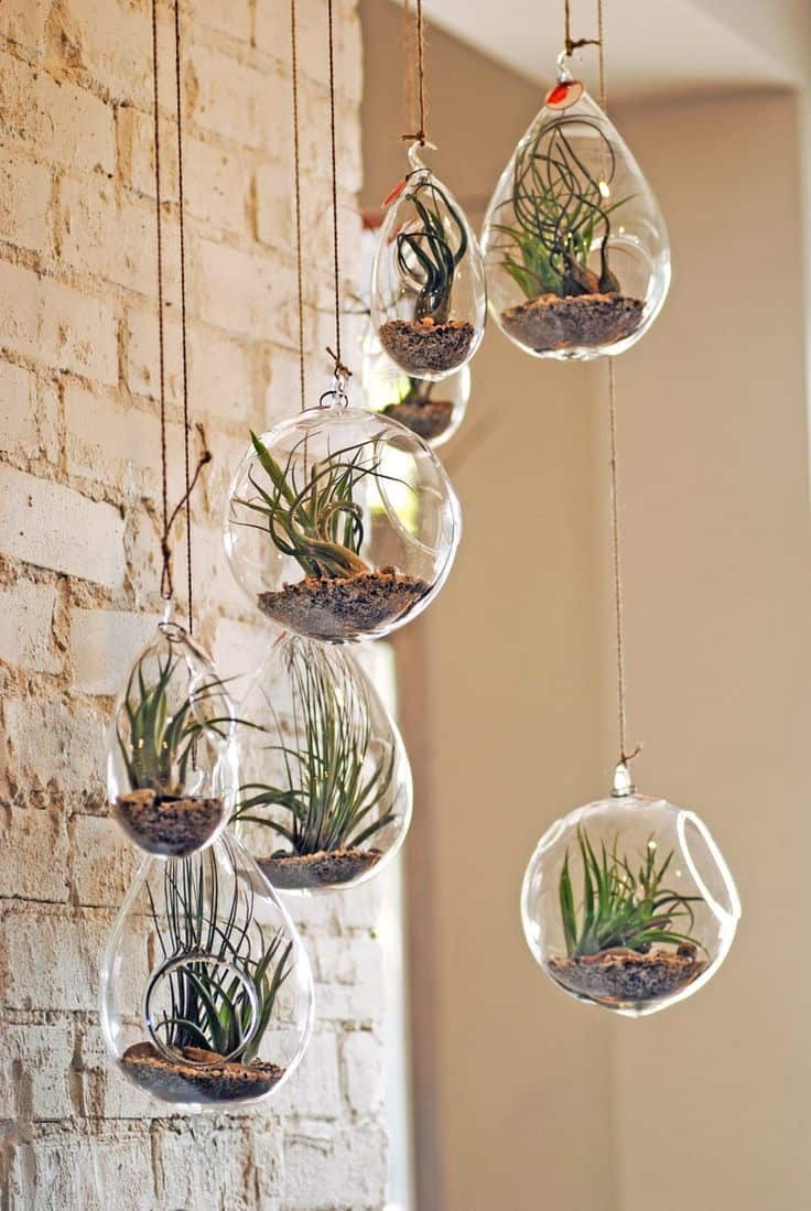 hanging-glass-terraniums