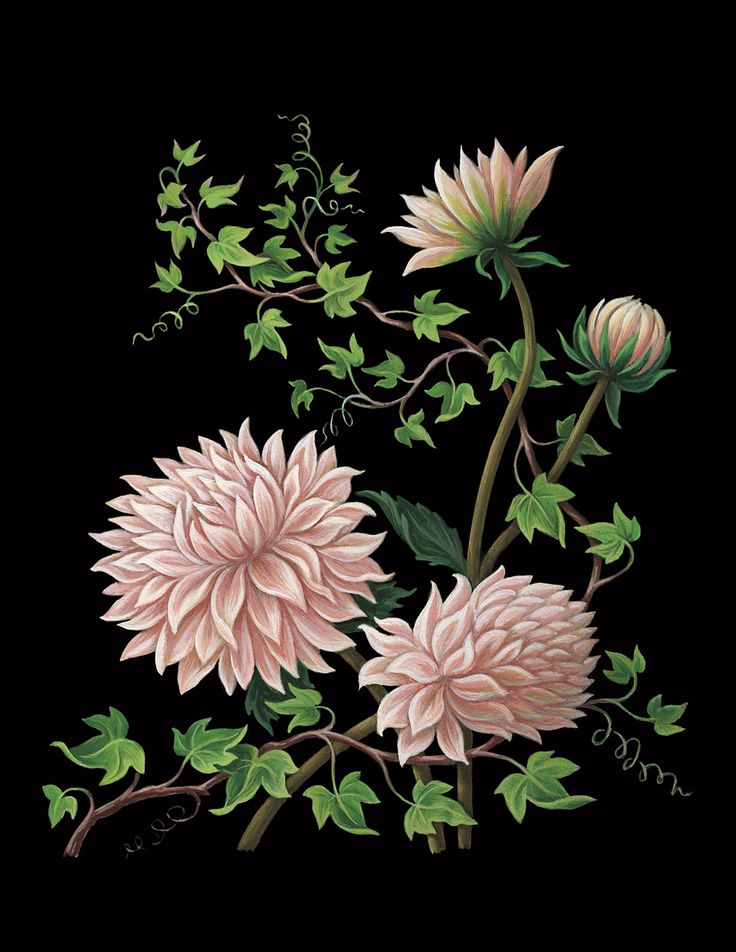 Dahlia & vines best sale eau de parfum
