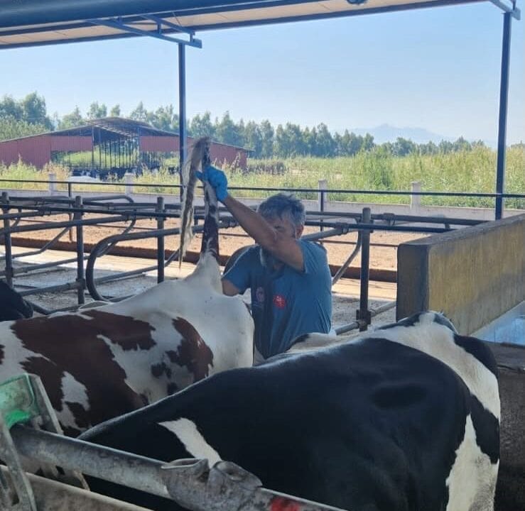 AYDIN'IN SÖKE İLÇESİNDE HASTALIKTAN ARİ İŞLETMELERDE RUTİN KAN ALIM VE TEST İŞLEMLERİ GERÇEKLEŞTİRİLİRKEN, HAYVAN SAĞLIĞININ KORUNMASI VE SAĞLIKLI YETİŞTİRİCİLİĞİN SÜRDÜRÜLEBİLMESİ AMACIYLA KONTROLLERİN DEVAM ETTİĞİ BELİRTİLDİ.