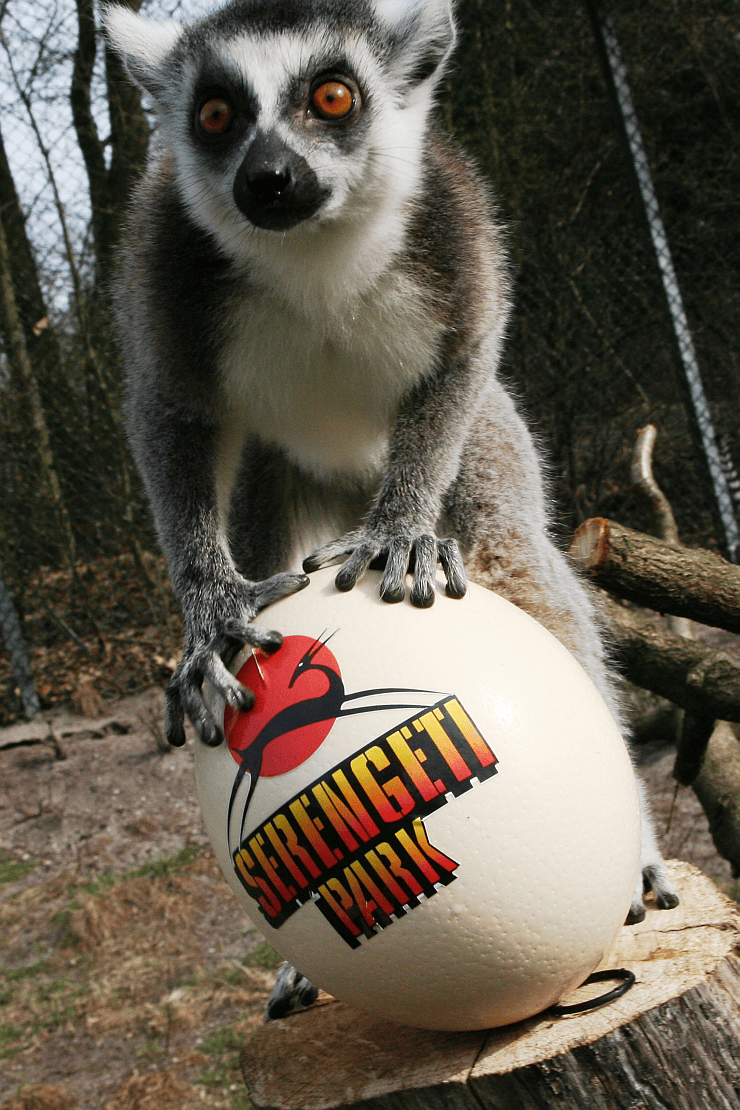 Foto: Serengeti-Park Hodenhagen GmbH