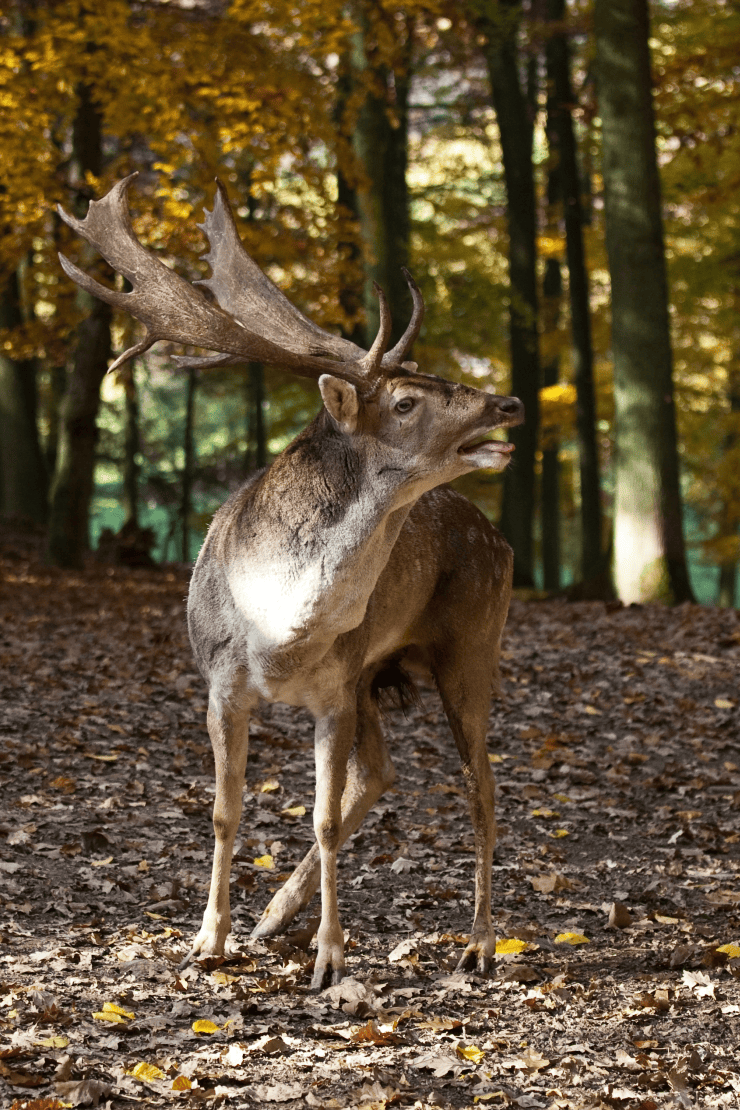 Foto: Wildparadies Tripsdrill, Hirsch