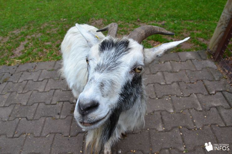 Foto: Freizeitparkinfos.de, Erlebnispark Steinau