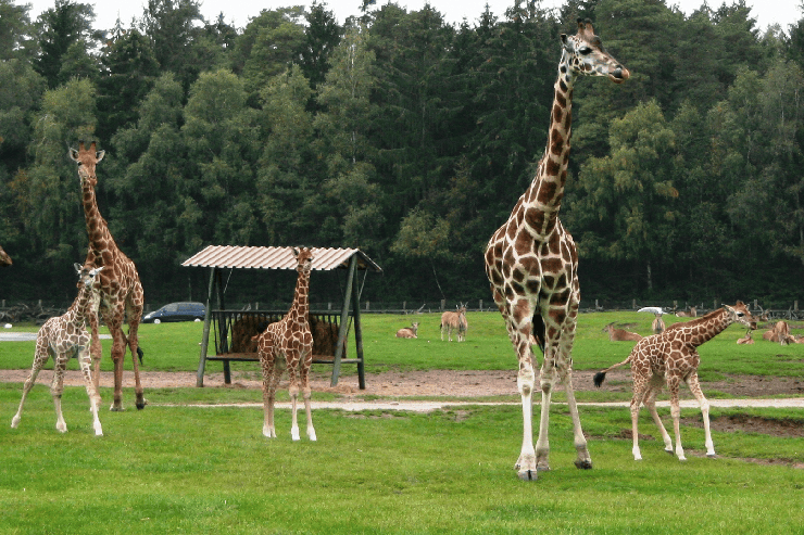 Foto: Serengeti-Park, Nachwuchs im Serengeti-Park Hodenhagen