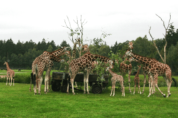 Foto: Serengeti-Park, Nachwuchs im Serengeti-Park Hodenhagen