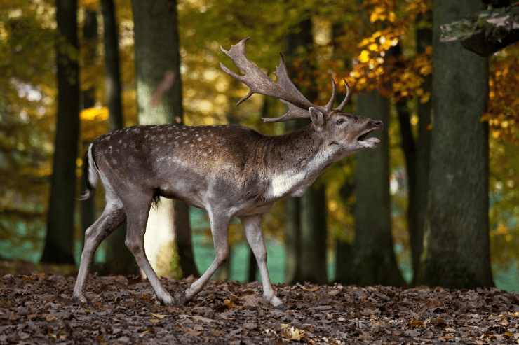 Foto: Erlebnispark Tripsdrill, Röhrender Hirsch im herbstlichen Wildparadies