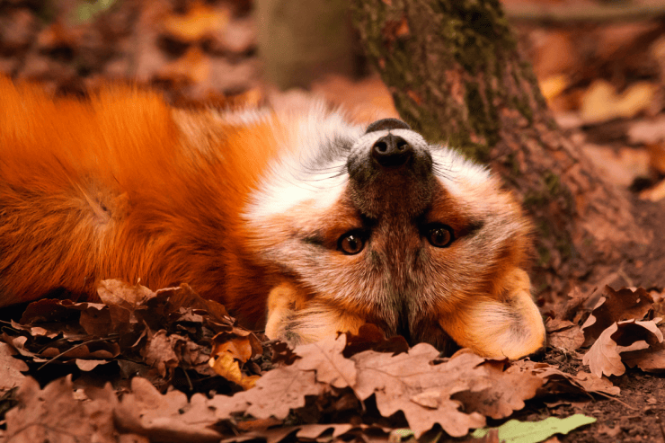 Foto: Erlebnispark Tripsdrill, Herbst im Wildparadies