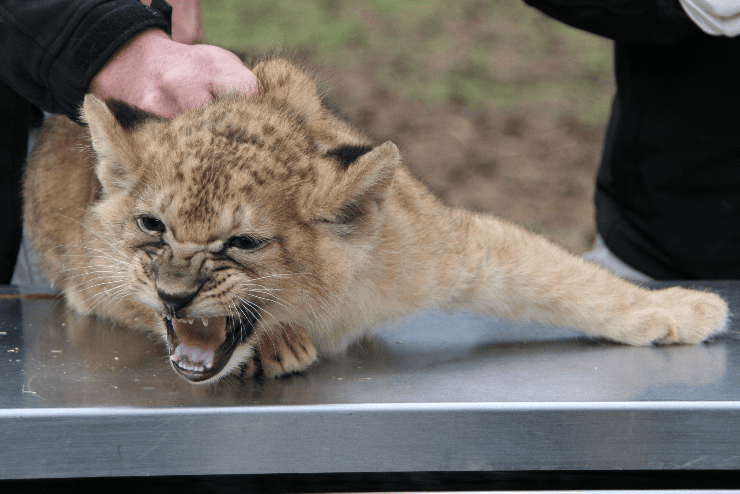 Foto: Serengeti-Park, Nachwuchs im Serengeti-Park Hodenhagen