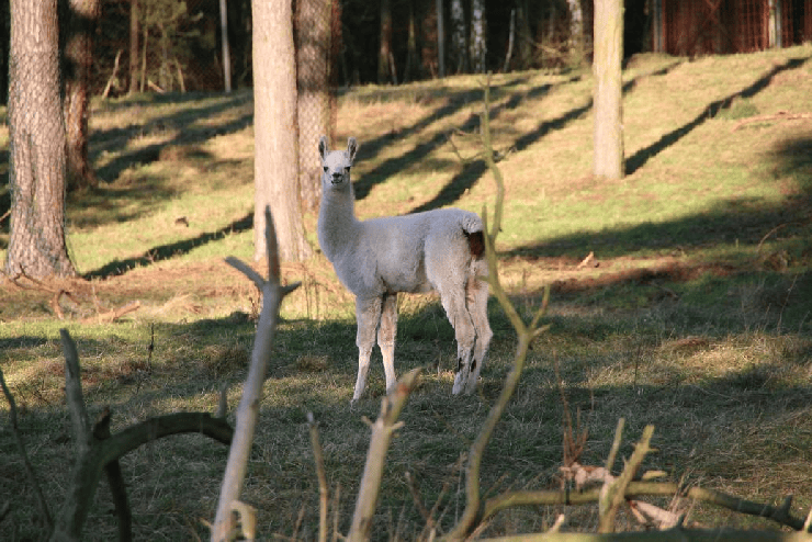 Foto: Serengeti-Park, Lama Nachwuchs
